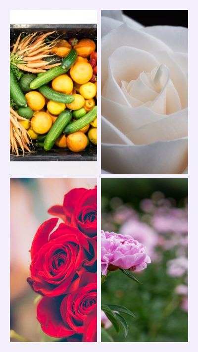 Lilac Garden diary 4 Photo Collage template